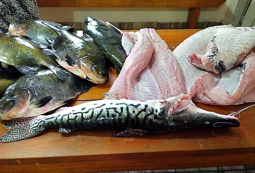 Violando o Defeso: Batalhão de Polícia Ambiental da PMRO apreende pescado ilegal e garante doação à Instituição - Gente de Opinião
