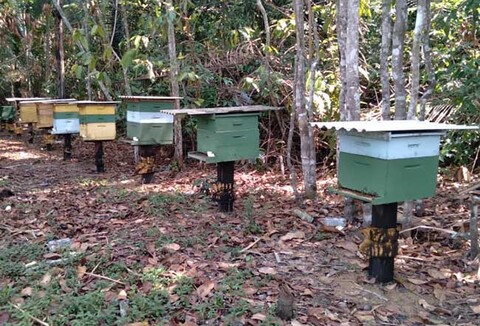 Com produção de mel em crescimento, Prefeitura de Porto Velho oferece cursos técnicos e apoia apicultores