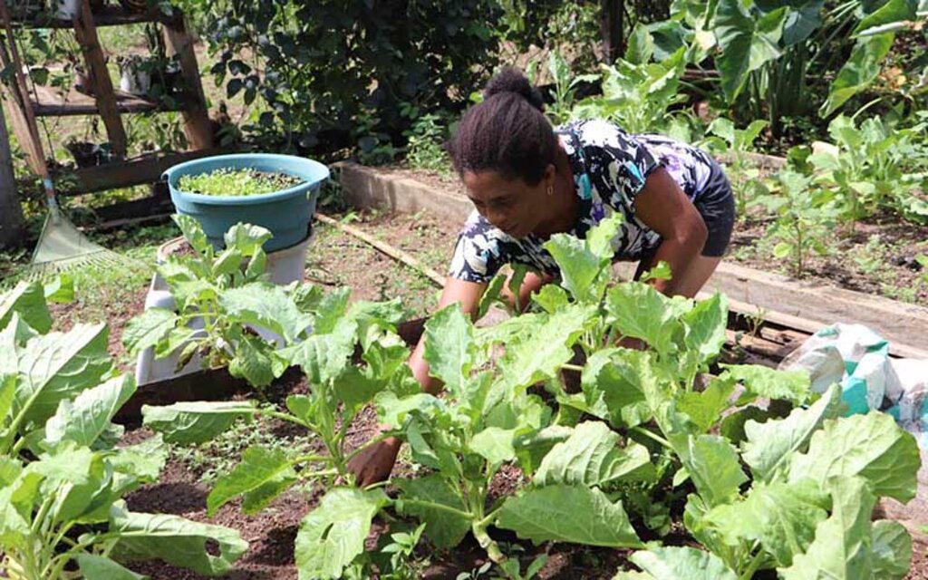 As comunidades quilombolas produzem café, hortaliças, farinha, urucum e castanha - Gente de Opinião