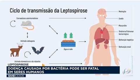 Leptospirose: doença causada por bactéria pode ser fatal e seres humanos