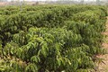 Investimentos do governo de Rondônia em Cacoal fortalecem a produção agrícola e o crescimento econômico da região