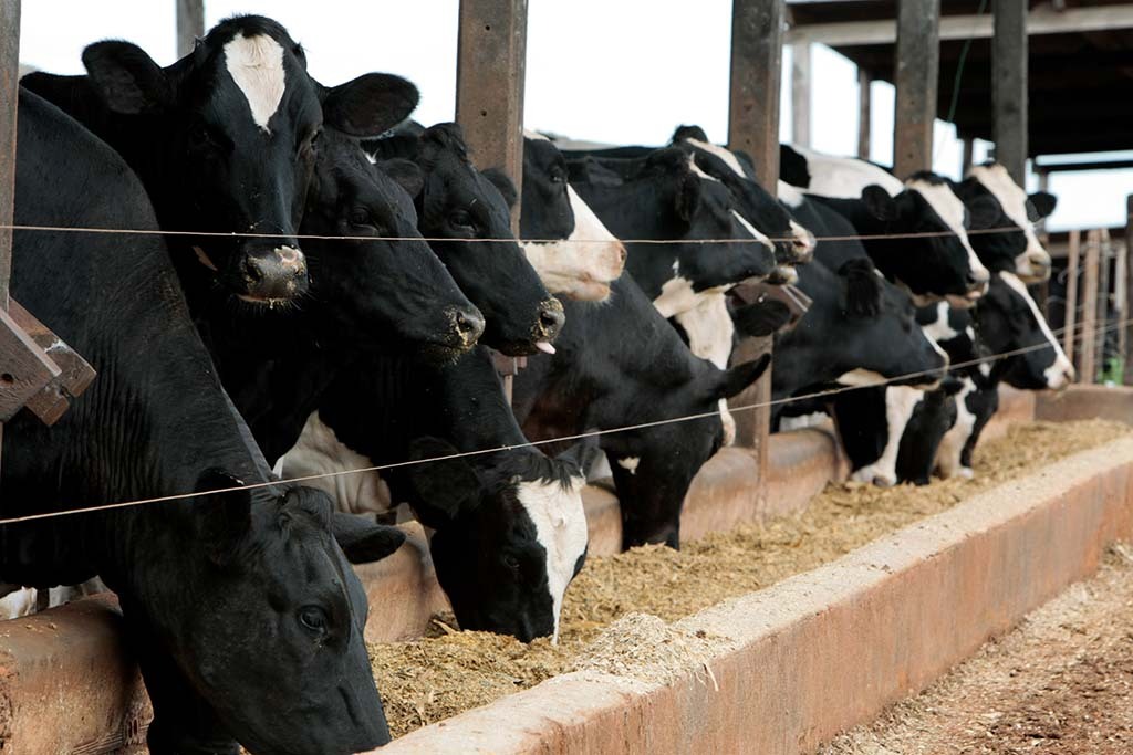 Melhoramento genético na pecuária leiteira será destaque no estande do Sebrae na Rondônia Rural Show - Gente de Opinião