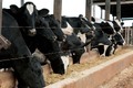 Melhoramento genético na pecuária leiteira será destaque no estande do Sebrae na Rondônia Rural Show