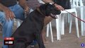 Castra+ já castrou 4,2 mil animais somente em Porto Velho