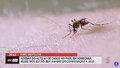 Mais de 9 mil casos de febre Oropouche são registrados no Brasil