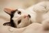 Qual é a melhor forma de cuidar da higiene e conforto do seu gato em casa?