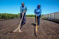 Perseverança, dedicação e apoio do governo de RO transformam a vida de cafeicultores no estado