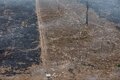 Amazônia perde 2.090 km² de floresta nos seis primeiros meses de 2025 