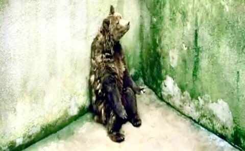 Um conceito inovador para zoológicos