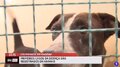 Rondônia registra primeiros casos de Leishmaniose