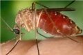 Atuação do MPF contribui para queda expressiva dos casos de febre oropouche em Rondônia
