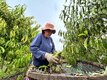 Mulheres que cultivam o futuro: a força feminina no campo de Porto Velho