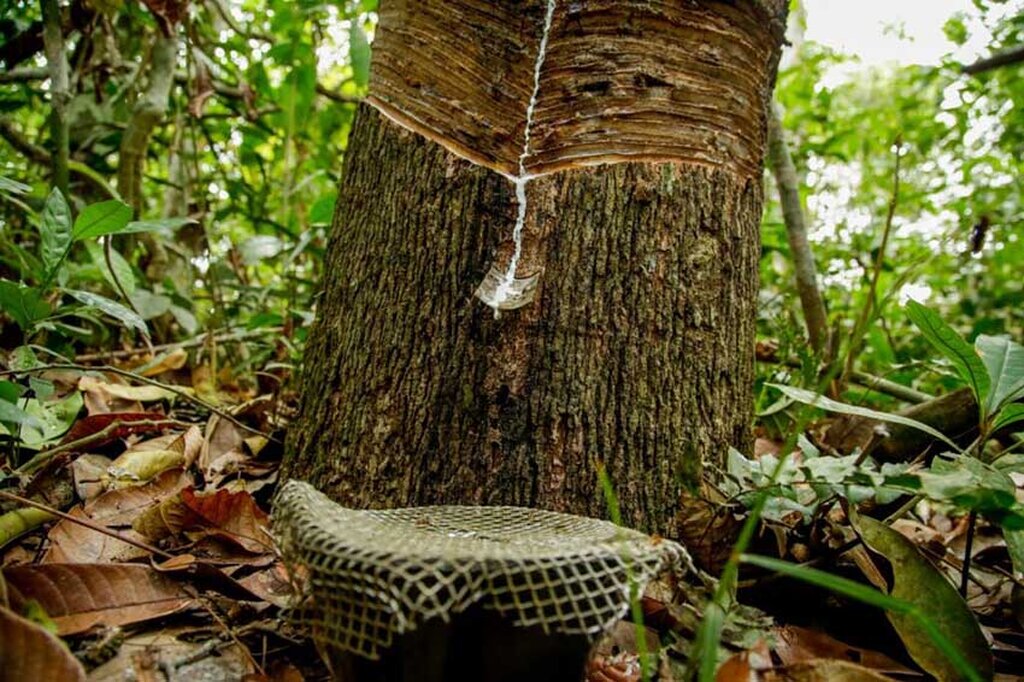 Látex extrtaído em seringal nativo na Comunidade Canindé, na Rexex Rio Cautário (Foto Frank Néry) - Gente de Opinião