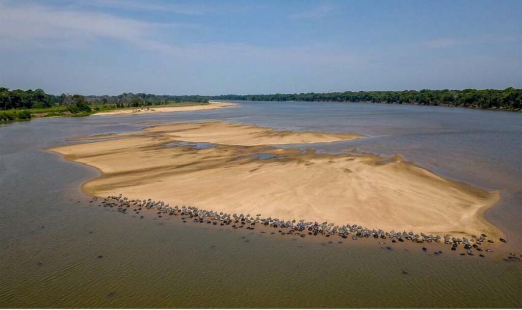 Cheia histórica do Rio Guaporé desafia desova das tartarugas e acende alerta ambiental em Rondônia - Gente de Opinião