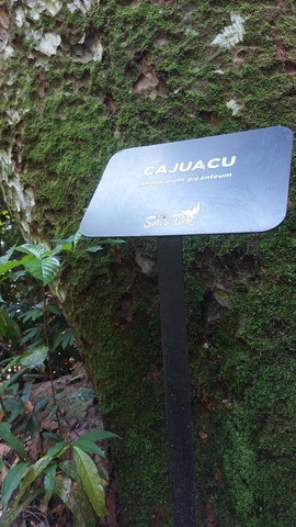 Cajuaçu ((Anacardium giganteum) pode alcançar até 40 metros de altura; tem flores e frutos, estes, comestíveis (Foto Montezuma Cruz) - Gente de Opinião