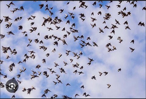 A revoada das andorihas