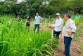 Programa estadual fortalece pecuária leiteira e aumenta produtividade na agricultura familiar em Rondônia