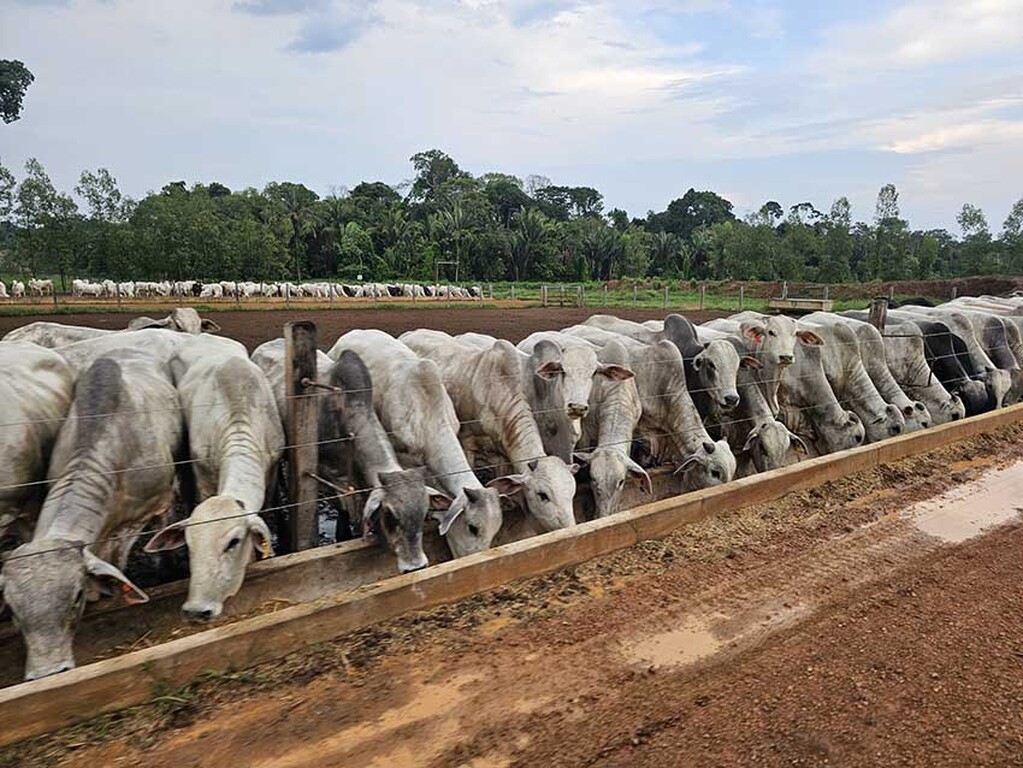 Decreto amplia liberdade de mercado para pecuaristas de Rondônia - Gente de Opinião