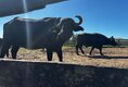Nota ABCB sobre caso de búfalos na Reserva de Guaporé, Rondônia
