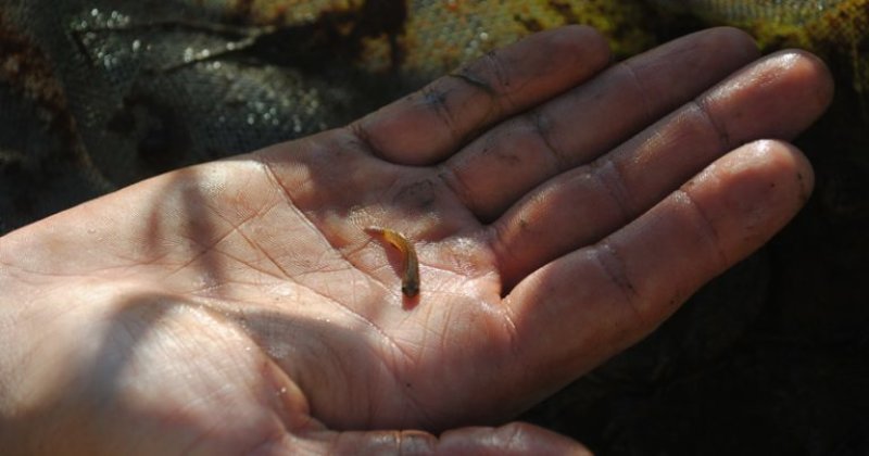 O Melanorivulus zygonectes chega a 4 cm quando adulto. Vive junto às margens mais rasas dos riachos e tem a habilidade de pular de poça em poça – Foto: Cedida pelo pesquisador