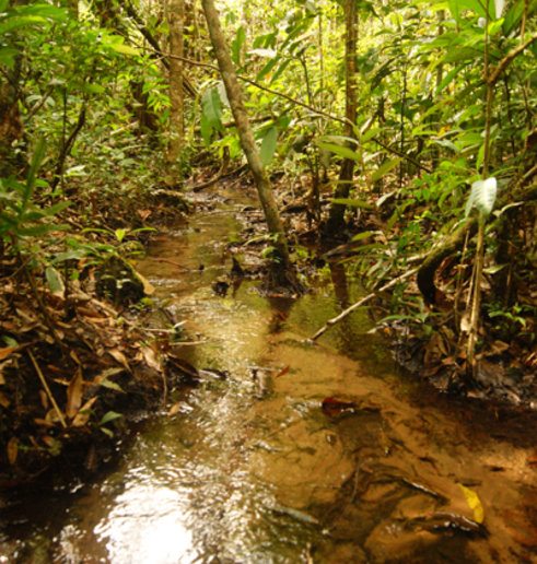 Na floresta preservada, as copas das árvores mantêm a temperatura da água mais fresca. Foto: Cedida pelo pesquisador