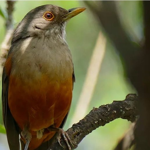 Sabiá-laranjeira é um exemplo de ave silvestre que se adaptou muito bem ao meio urbano no Brasil
