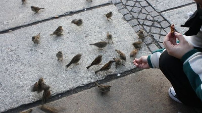 Pássaros encontram ampla oferta de comida nas grandes cidades