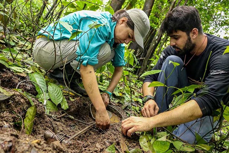 Pesquisadores iniciam campanha de captura científica de onças-pintadas em reserva na Amazônia - Bernardo Oliveira