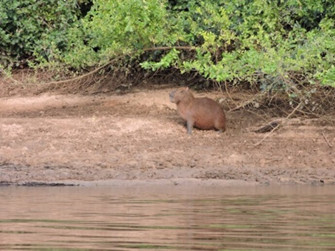 Capivara, Rio Aquidauana, MS