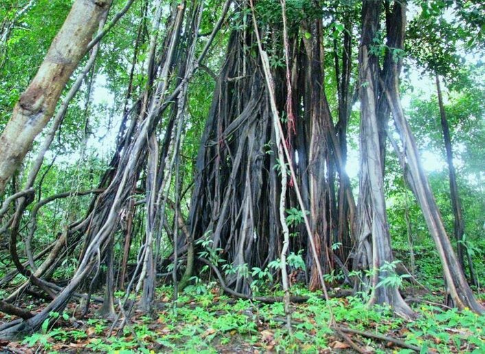 Apuí – RDS Mamirauá – Tefé