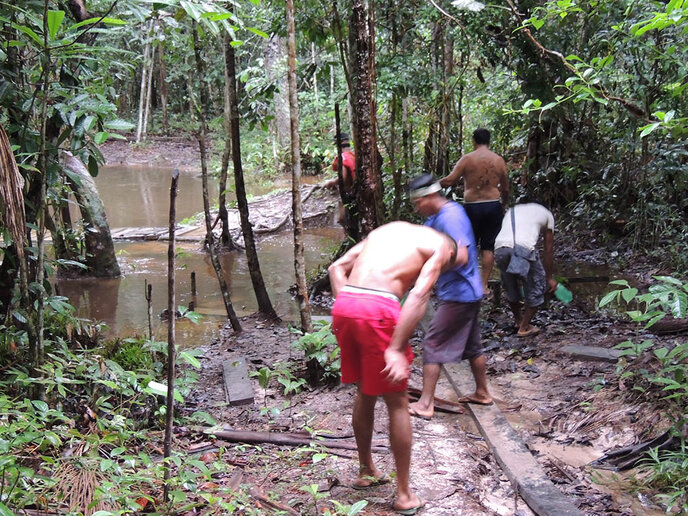 Ritual do Kampũ – a Vacina do Sapo