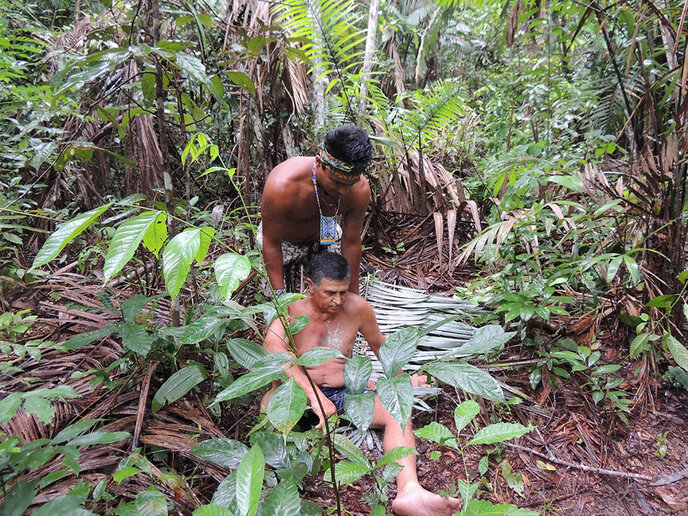 Ritual do Kampũ – a Vacina do Sapo