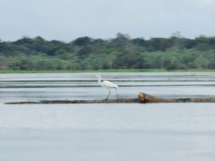 Com. Estirão das Gaivotas, AM