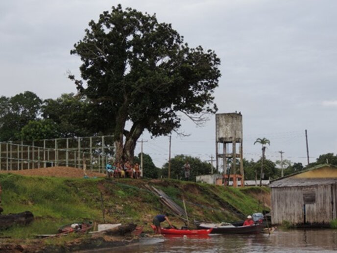 Tamaniquá – Flutuante Novo Horizonte - RDS Mamirauá, AM