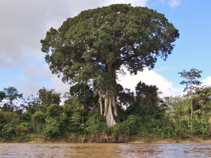 Flutuante Cauaçu – Tefé, AM