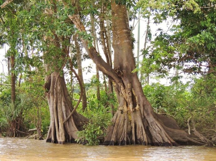 Rio Solimões