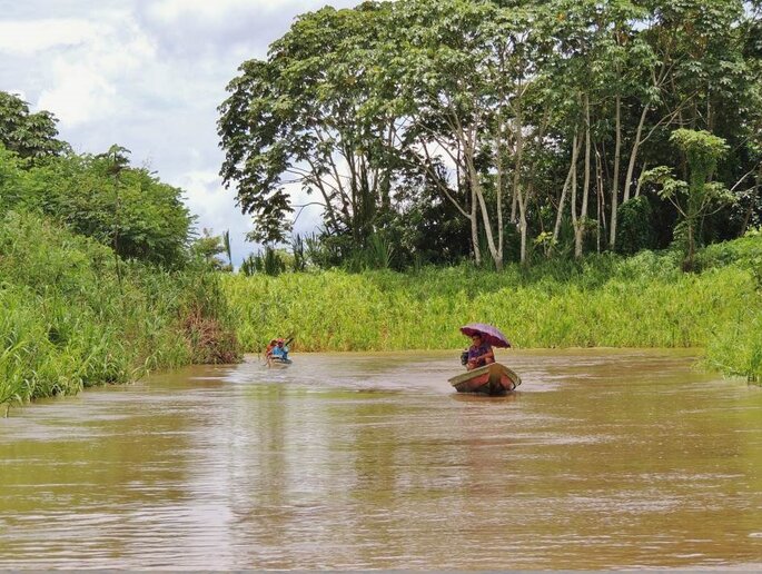 Paraná Arara