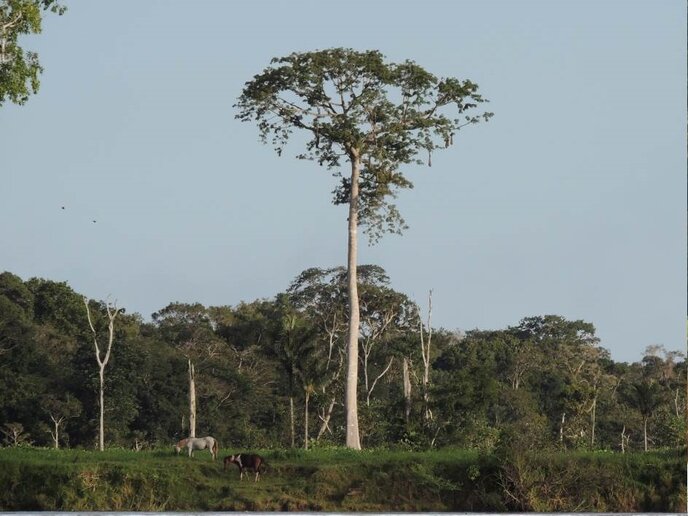 Rio Solimões