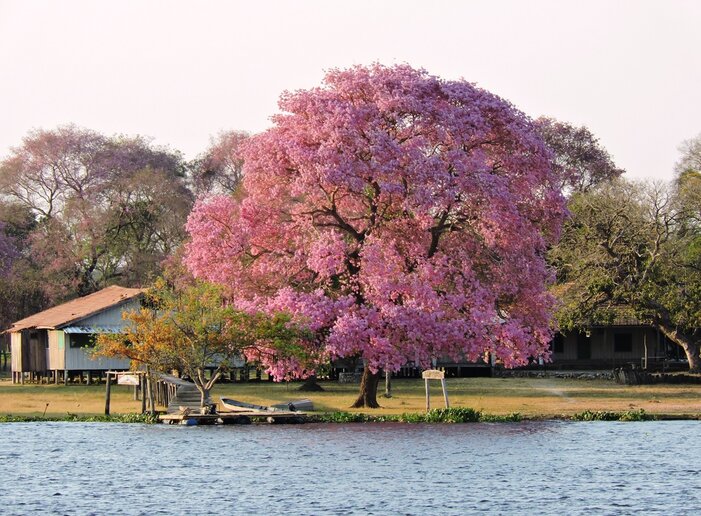 Rio Paraguai, MS