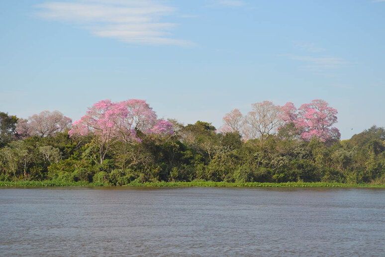 Rio Paraguai