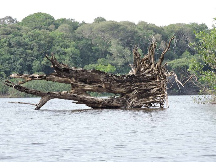 Monumento Arbóreo Tombado, Rio Jaú, AM