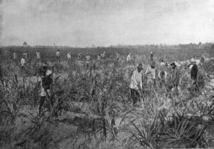 Cultivo da cana de Açúcar, STARK, 1900