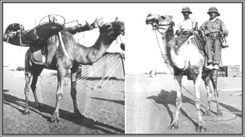 Transporte de feridos, de Larrey, no Egito