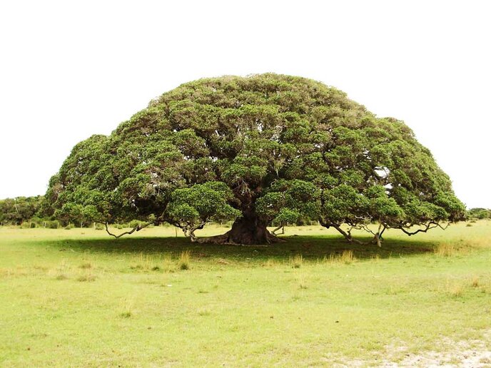 Fazenda Soteia