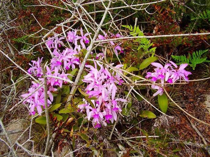 Orquídeas