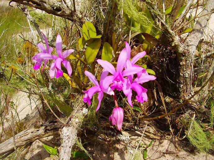 Orquídeas