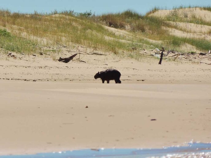 Capivara na Praia de Fora