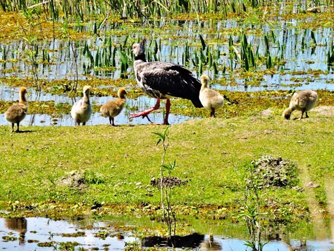 Taim – Lagoa Mangueira