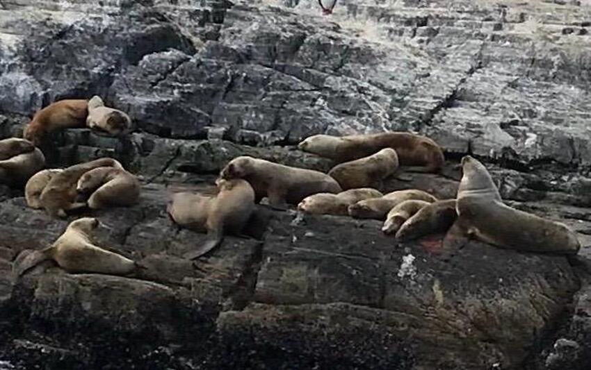 Leões-marinhos, Patagônia argentina (Foto VM)