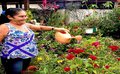Feira de troca de mudas de plantas embeleza os quintais das casas de Jacy